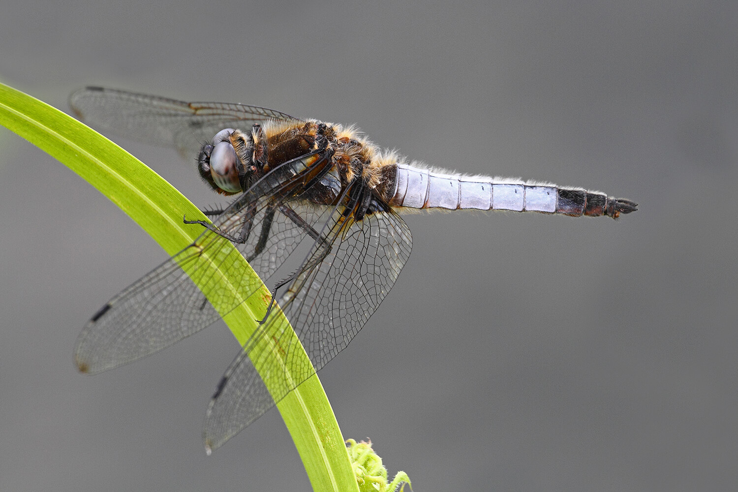 Male Scarce Chaser by Mark Tyrell